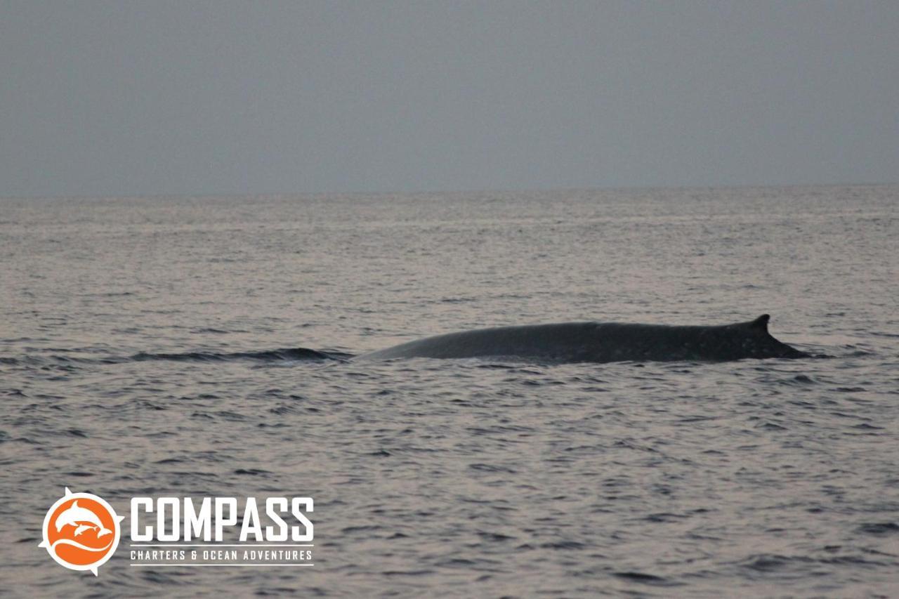 Compass Diving Resort Beloi Ngoại thất bức ảnh
