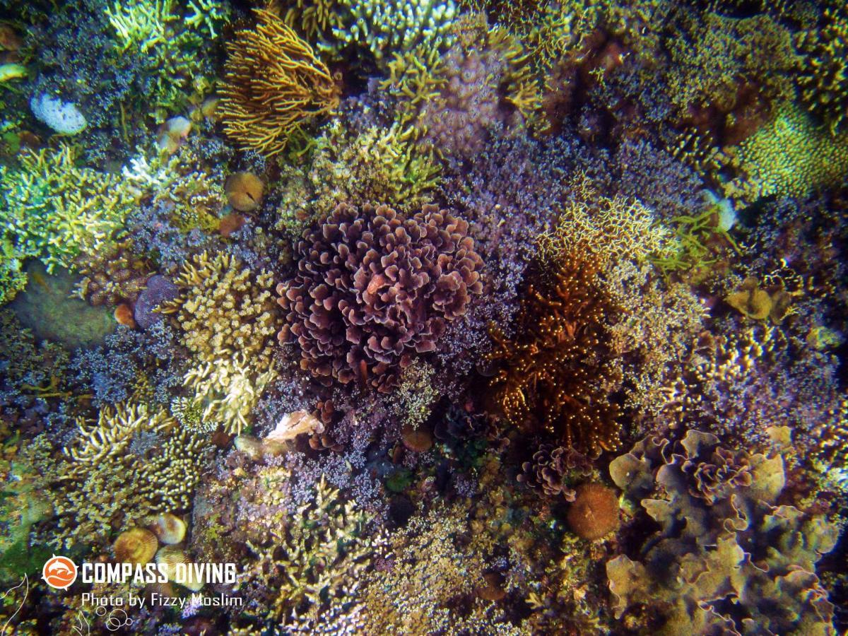 Compass Diving Resort Beloi Ngoại thất bức ảnh
