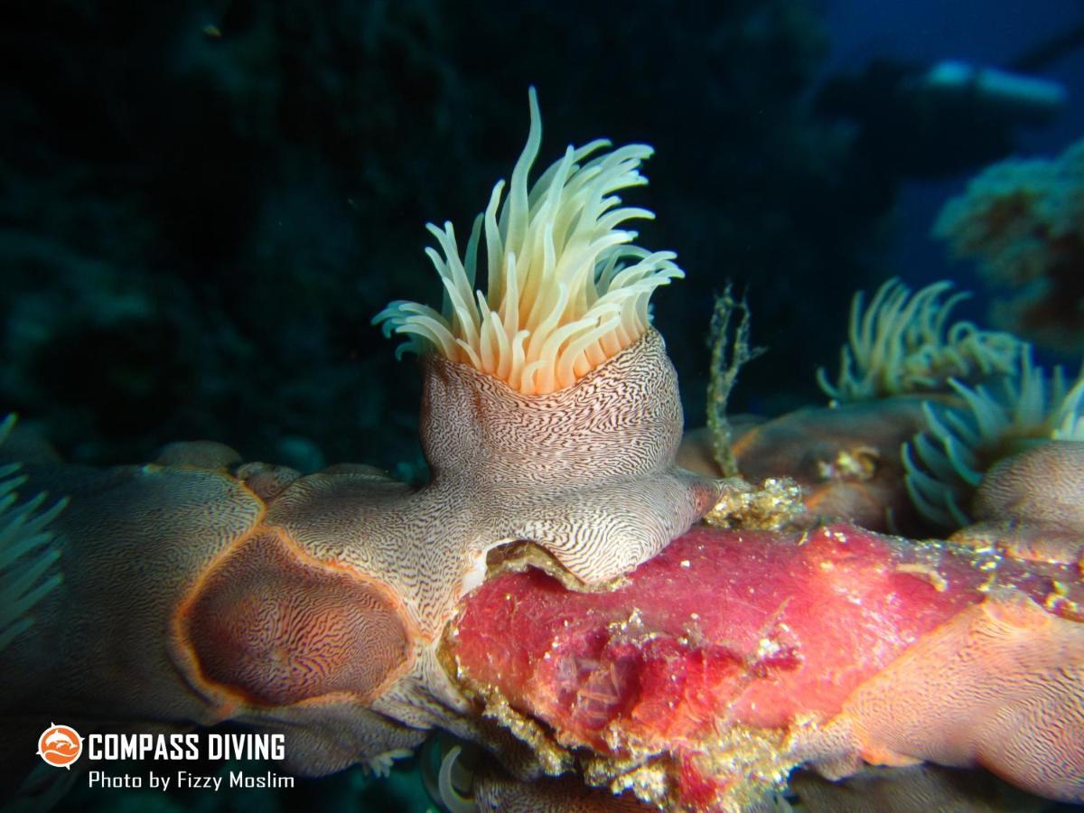 Compass Diving Resort Beloi Ngoại thất bức ảnh